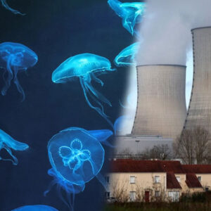 nukleer santralde denizanasi alarmi reaktorler durduruldu NFK8IOuV