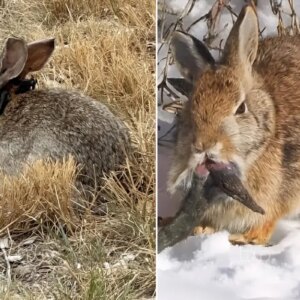 tavsanlarin korkutucu degisimi abdnin uykularini kacirdi a9nP8SSh