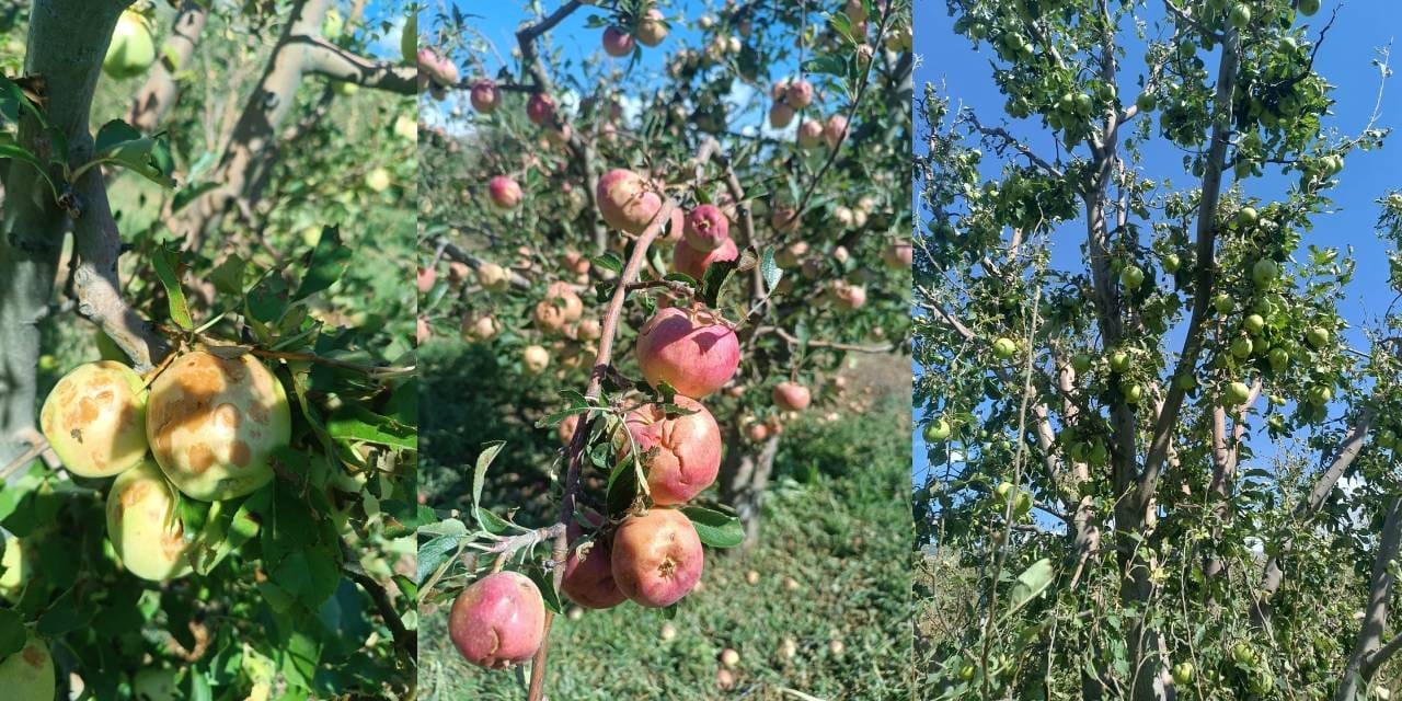 dolu yagisi ispartayi felc etti en az 100 milyon lira zarar var 4DEEu1NZ