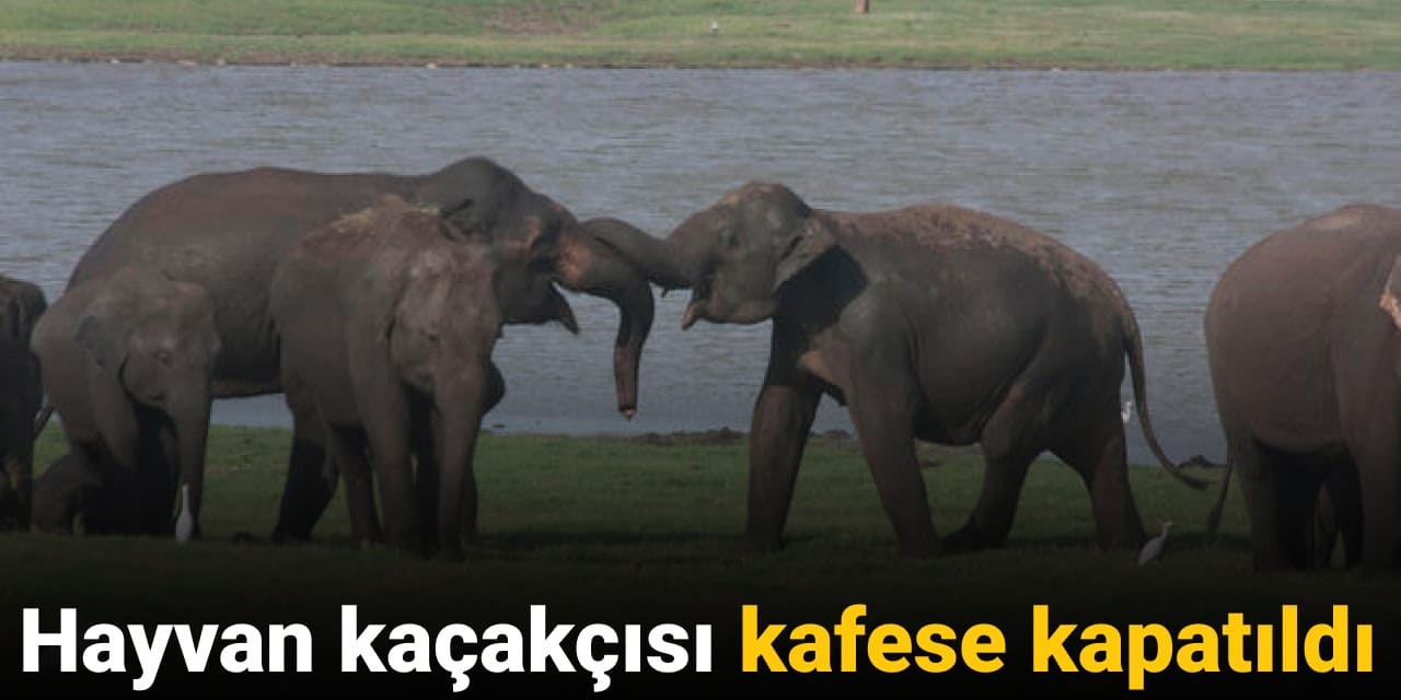 hayvan kacakcisi kafese kapatildi MYfV4uQu