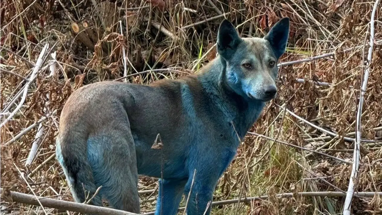 cernobilde neler oluyor mavi kopekler goruldu DquYBjAS.jpg