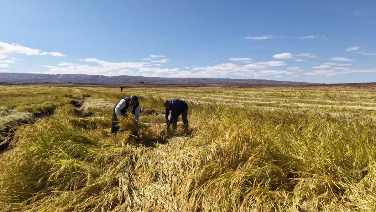 diyarbakirli is insanlari organik pirinc uretimine basladi pyy6yJZe