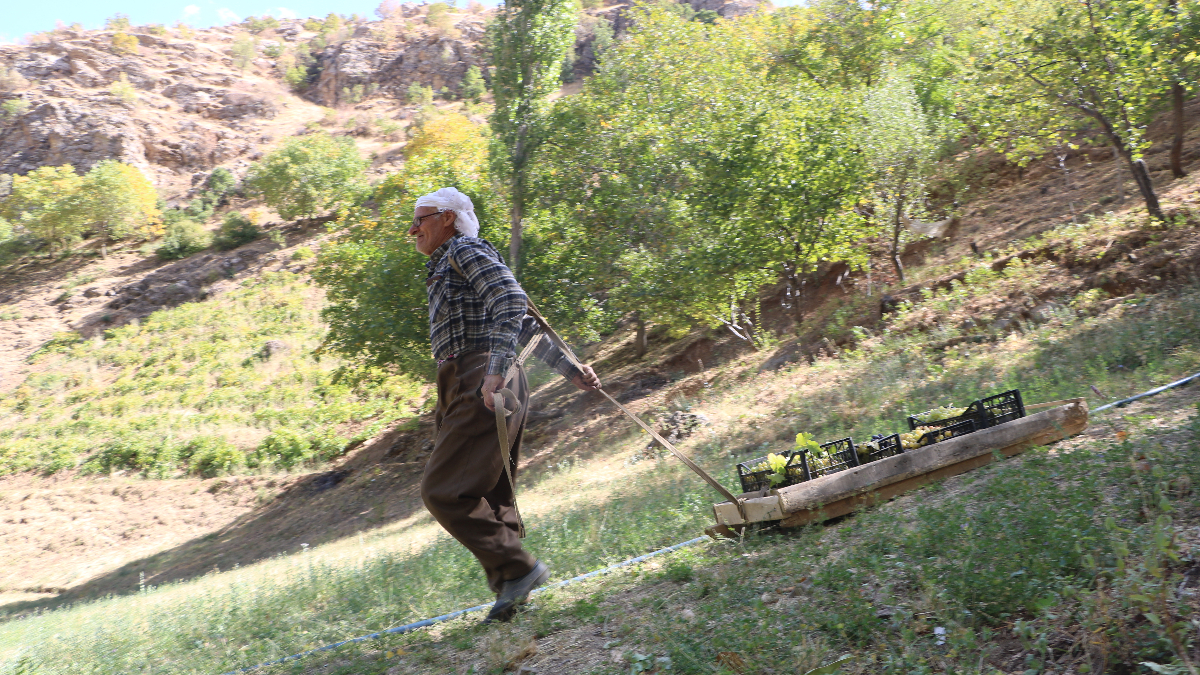 hakkaride 80 yasinda tonlarca uzumu kizakla tasiyor aT7JFMOM
