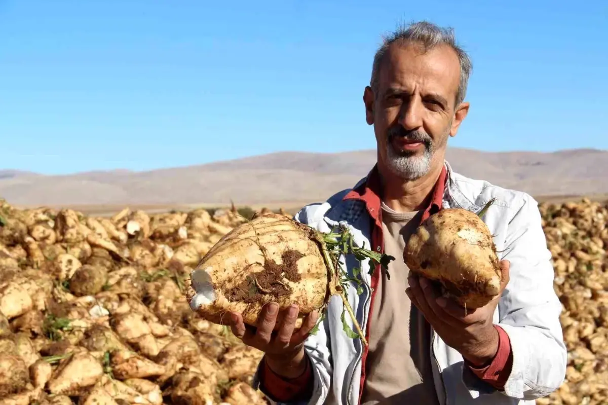 kahramanmarasta seker pancari hasadi basladi FxyO4yv6.jpg