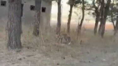 karsta tilkiler yerlesim yerlerinde cirit atiyor eiiViGkB