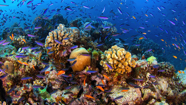 kuresel isinma mercan resifleri artik yasam desteklemiyor pUEWzBgC.jpg