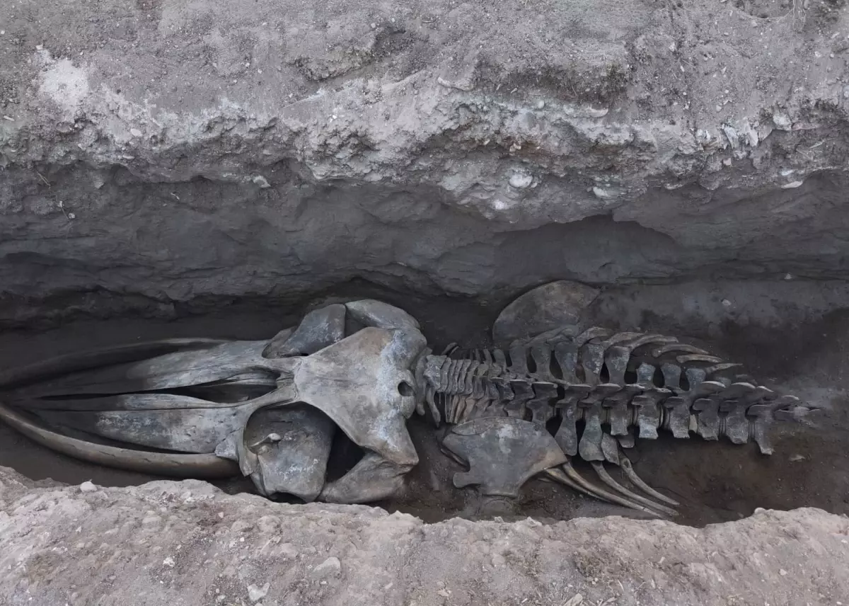 mersin universitesinde fin balinasinin iskeleti gunu yuzune cikiyor y4vizef4