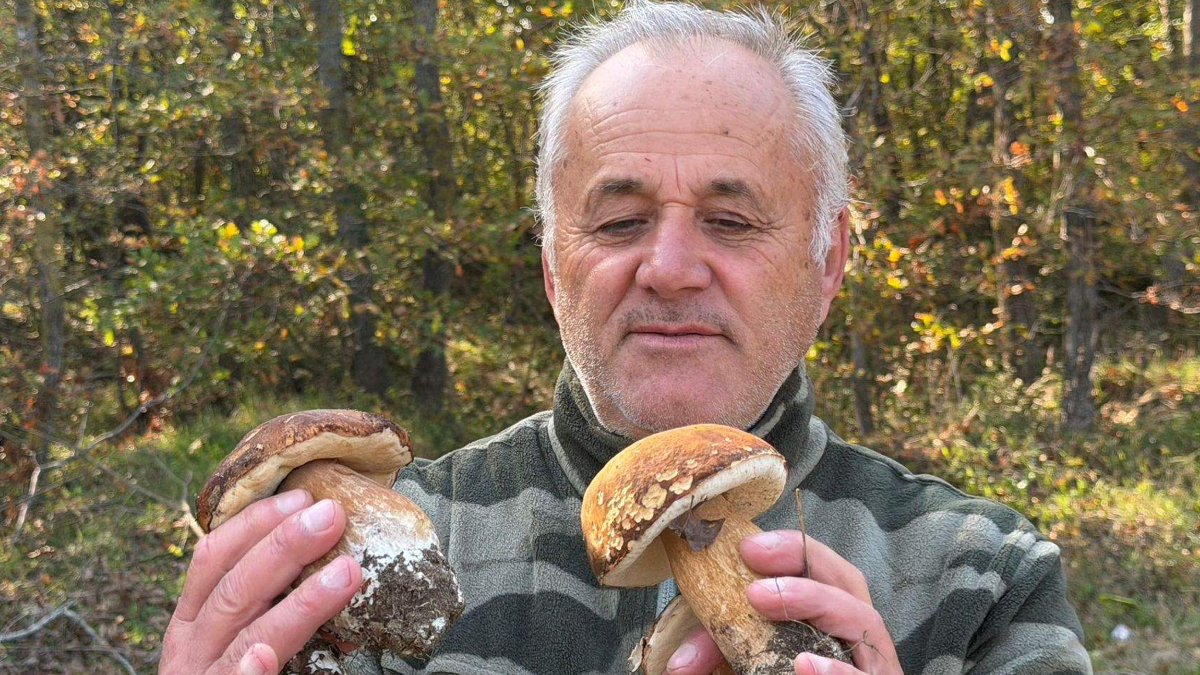 tekirdag istranca ormanlarinda mantar populasyonu azaldi 1OMUhPrQ.jpg