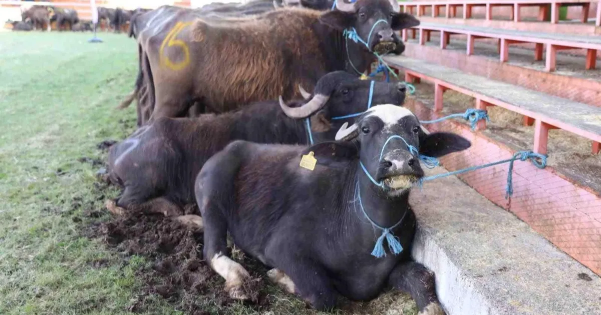 yok oluyordu simdi hayat buluyor gbXb9kJB.webp