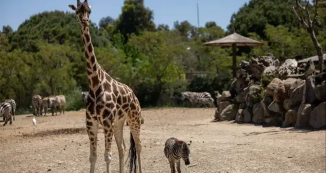 Annesiz Kalan Zebra Yavrusu Gözde, Zürafalarla Yeni Bir Aile Buldu